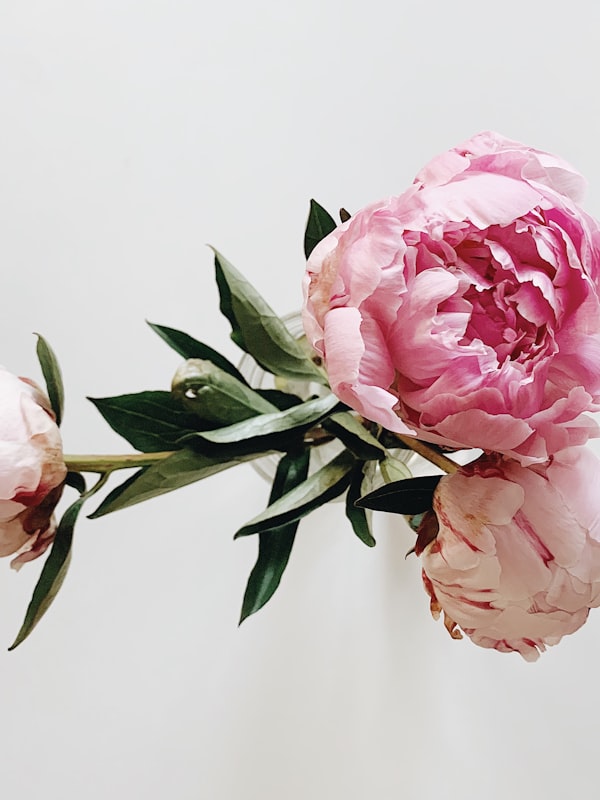 Categoría Arreglos Florales — peonías rosas sobre fondo claro