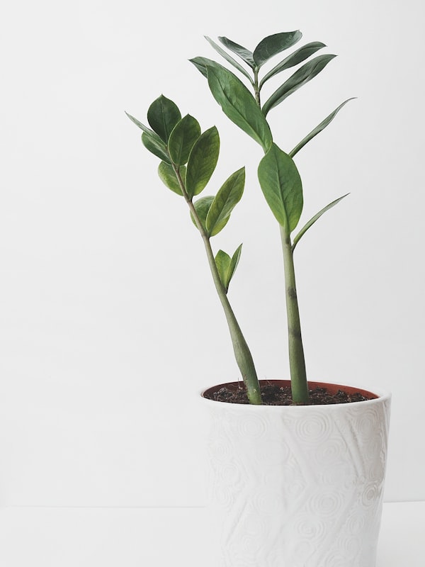 Categoría Plantas — planta verde en maceta blanca minimalista