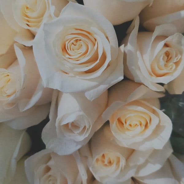 Rosas color marfil
