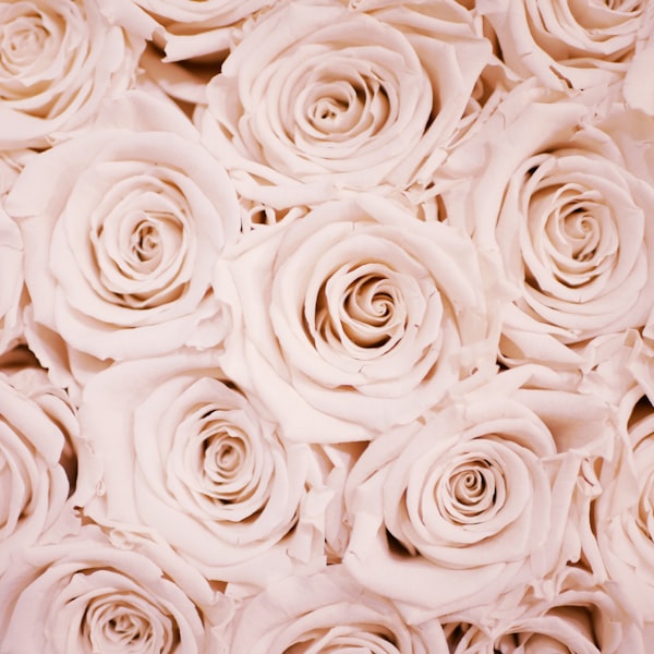 Rosas en tono blush