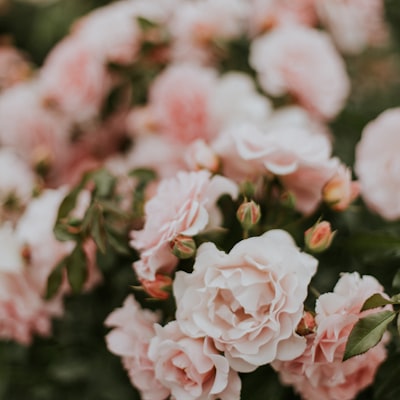 Publicación de Instagram: Rosas color crema y blush