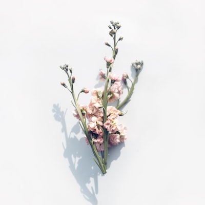 Publicación de Instagram: Rama floral delicada sobre fondo claro