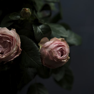 Publicación de Instagram: Rosas en tono rosa viejo