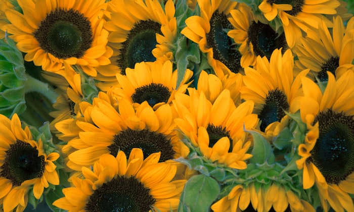 Flores de agradecimiento — girasoles amarillos