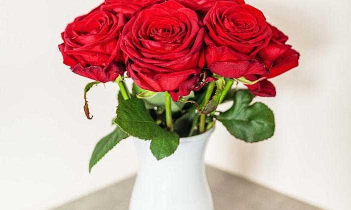 Flores para aniversario — rosas rojas de tallo largo