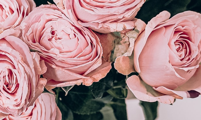 Flores para el Día de las Madres — rosas de jardín en tono rosa